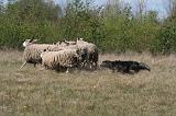 BORDER COLLIE - MOUTONS 073